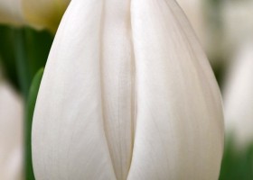 Tulipa White Marvel (4)